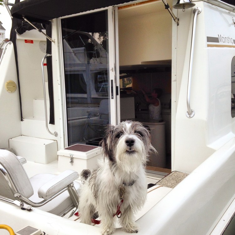 dogOnBoat1226