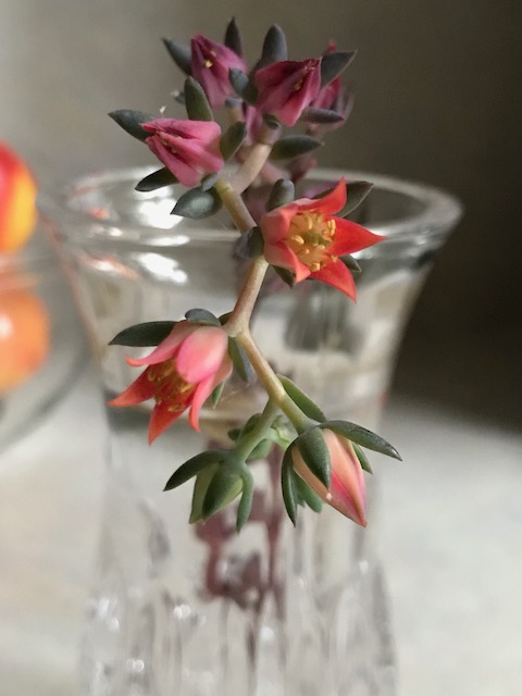 Succulent Plant, Photo by Tresa Meyer-Clark, repeat pattern, fabric design